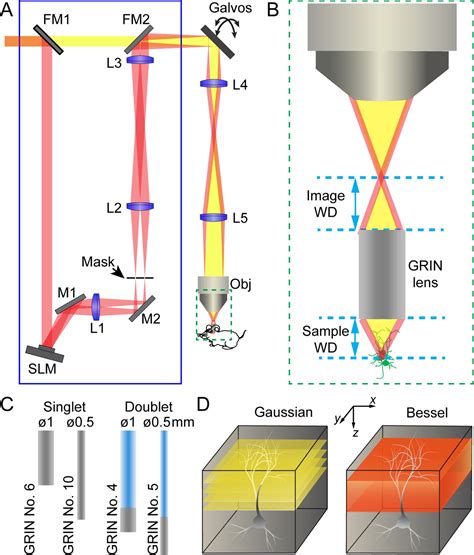 High-throughput synapse-resolving two-photon fluorescence ...