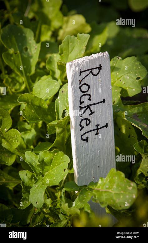 Rocket leaves growing in a uk garden complete with recyclable wooden ...