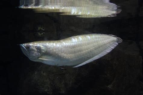 Silver Arowana 101: Care, Diet, Tank Size, Tank Mates & More - Aquarium Part