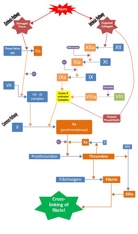 Intrinsic Pathway Coagulation Cascade