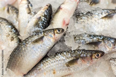 Banak or Sea Mullet at the fish section of a local supermarket. Stock Photo | Adobe Stock