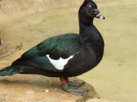 Muscovy Duck - Facts, Habitat, Diet, Behavior, As Pets, Photos