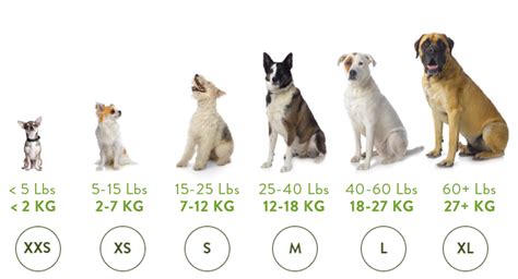 Dog Size Comparison Chart