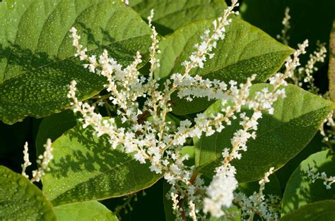 Japanese Knotweed (Polygonum Cuspidatum) Health Benefits [Itadori Tea ...