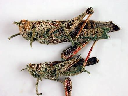 Locust - Wikipedia