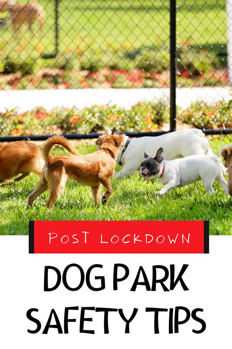 Dog Park Safety Tips Post Lockdown | Dog park, Dogs, Cat enclosure