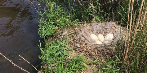 Nature Note: Nesting With The Canada Goose - Russell Lands