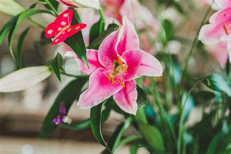 Pink lily flower - Creative Commons Bilder