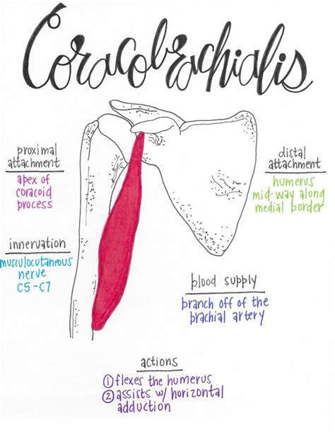 Coracobrachialis | Medical anatomy, Anatomy, Muscle anatomy