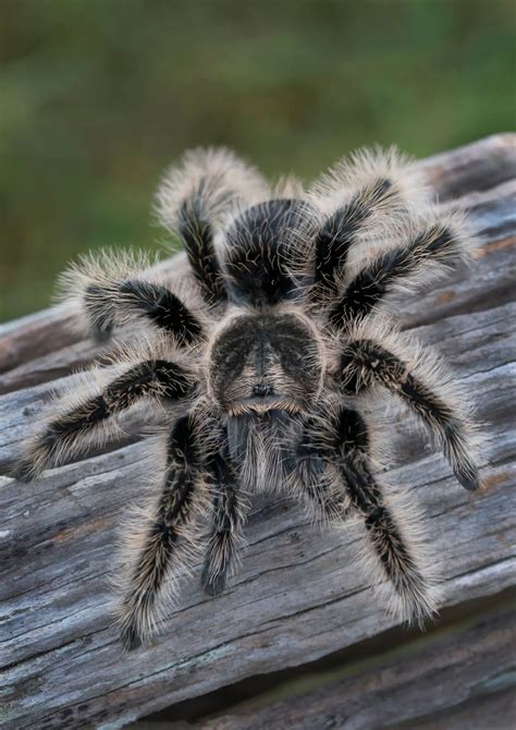 How big do Curly Hair Tarantulas get? - The Spider Blog