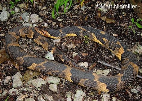 Southern Watersnake | State of Tennessee, Wildlife Resources Agency