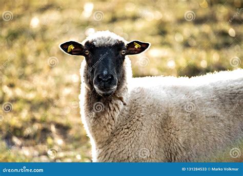 Sheep with Black and White Wool Looking in To the Camera Stock Image - Image of background ...