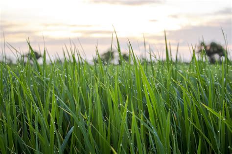 Close-up of a green grass field 1254379 Stock Photo at Vecteezy