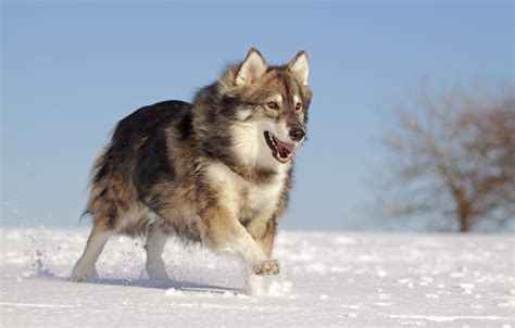 The Utonagan Dog - Guide & Top Facts - Animal Corner