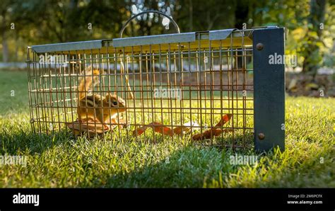 Chipmunk in live humane trap. Pest and rodent removal cage. Catch and ...