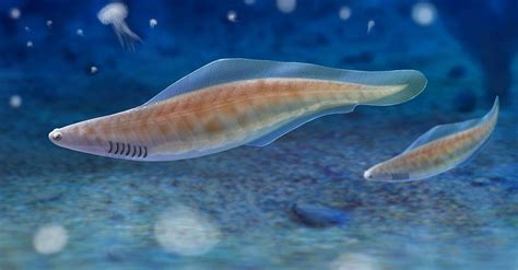 Haikouichthys ercaicunensis life restoration by Andrey Atuchin on ...