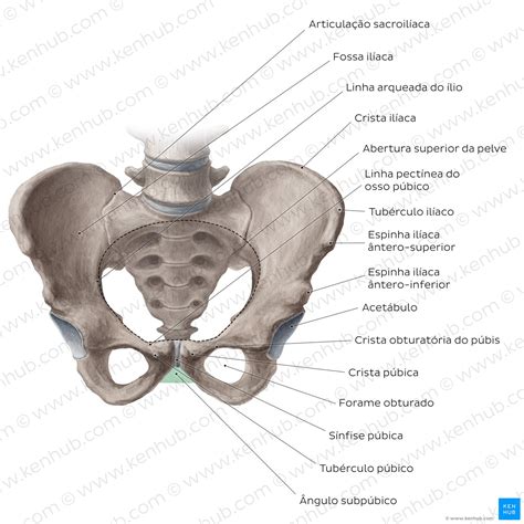 Anatomia Do Quadril (Anca) E Coxa Kenhub, 44% OFF