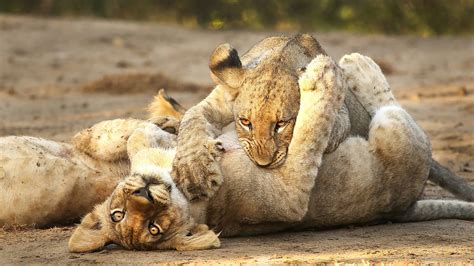 Lion Cubs Playing