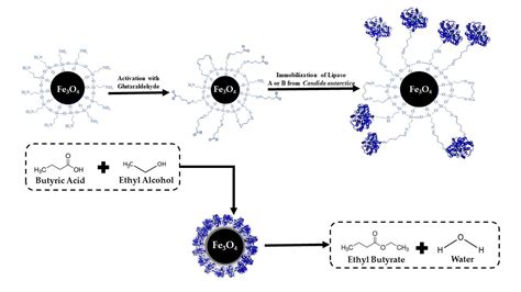 IJMS | Free Full-Text | Ethyl Butyrate Synthesis Catalyzed by Lipases A ...