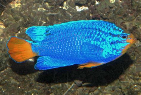 Blue Damselfish (Chrysiptera cyanea)