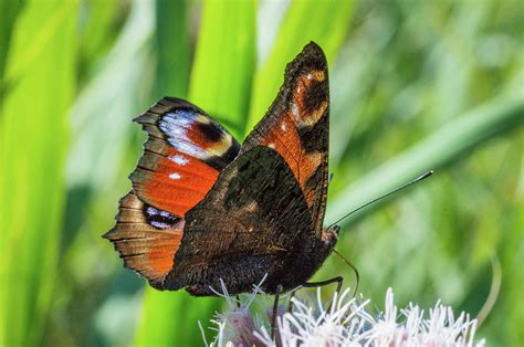 The Peacock Butterfly Photograph by Stephen Jenkins - Fine Art America