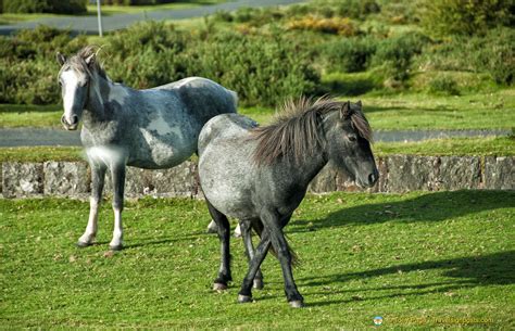 Dartmoor National Park