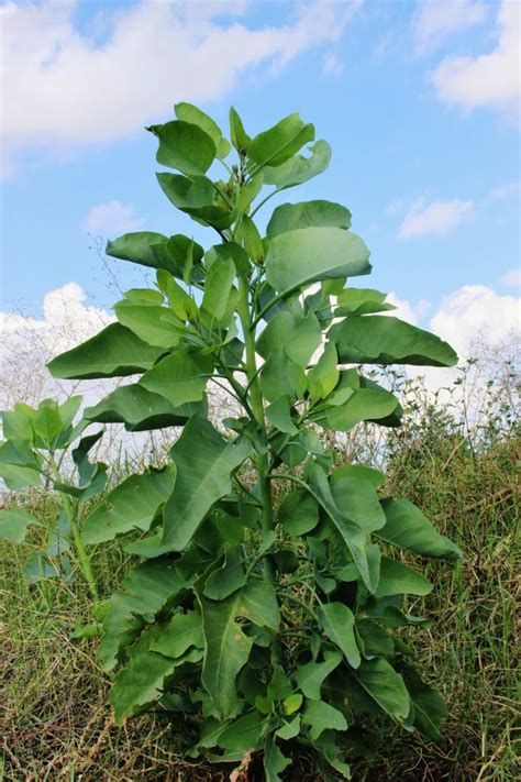 tree tobacco Nicotiana glauca (Γιατρος) (1) – I Love Griffith Park