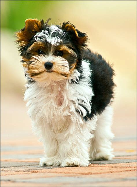 Biewer terrier from our boys first litter. Www.contentedpuppies.com for more Biewer Yorkie ...