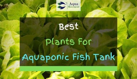 10 Best Plants For Aquaponics Fish Tanks | Aqua Movement