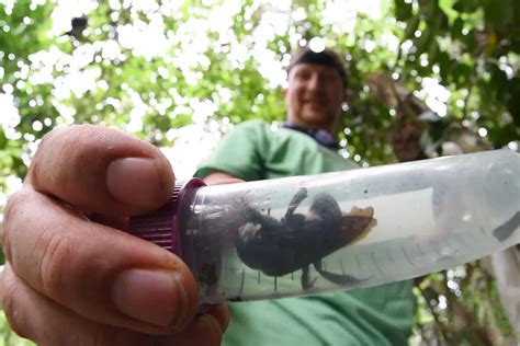 World's largest bee, rediscovered after 38 years