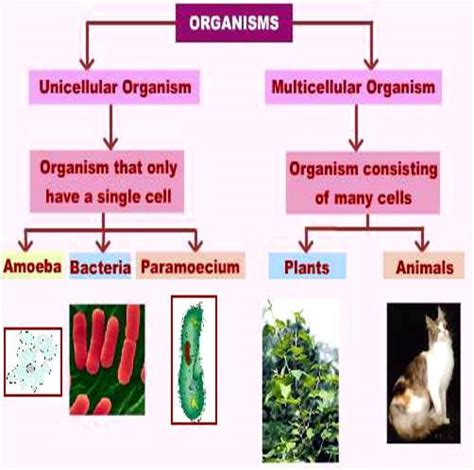 CEC SAN PEDRO APÓSTOL: UNICELLULAR AND MULTICELLULAR