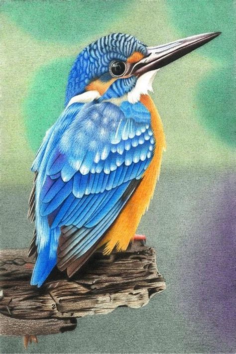 40 Speaking Colored Pencil Drawings | Bird drawings, Color pencil ...