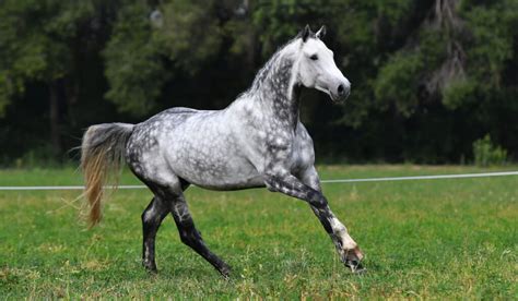 130+ Dapple Gray Horse Name Ideas for Males & Females - Helpful Horse Hints