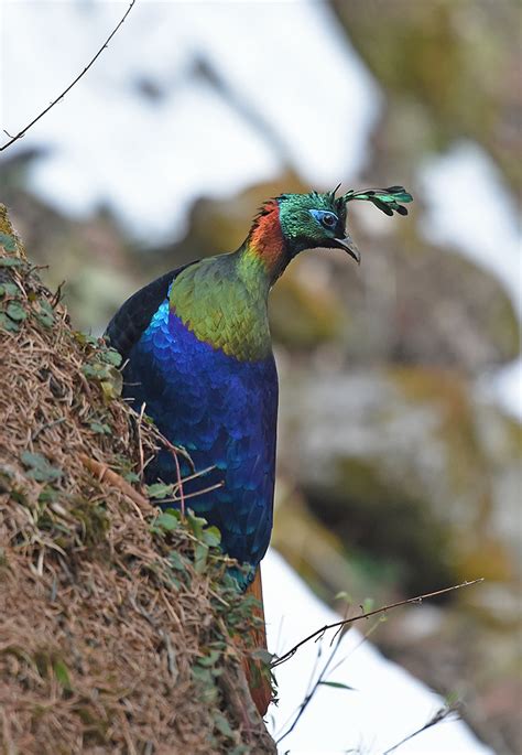 Himalayan monal - nipodar