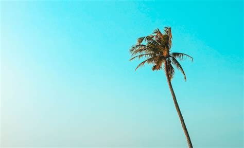 🔥 Palm Single Tree Background HD Download | CBEditz