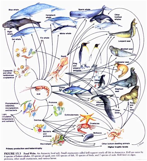 Asia with PRIDE - Lesson #7 - Food Web | Decline in marine fisheries | Pinterest | Food webs