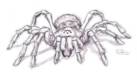 Realistic spider drawing | Disegni realistici, Schizzi d'arte, Schizzi