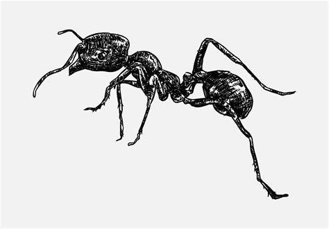 hand drawn illustration of an ant. sketch, realistic drawing, black and white. Side view ...