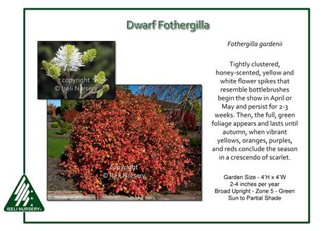 Fothergilla gardenii – Iseli Nursery