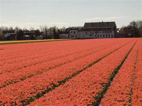 Horticulture - Gardening, Landscaping, Plant Care | Britannica