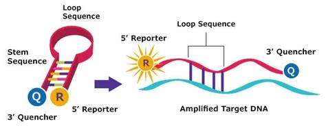 Molecular Beacons Applications, Benefits & Products | Sigma-Aldrich