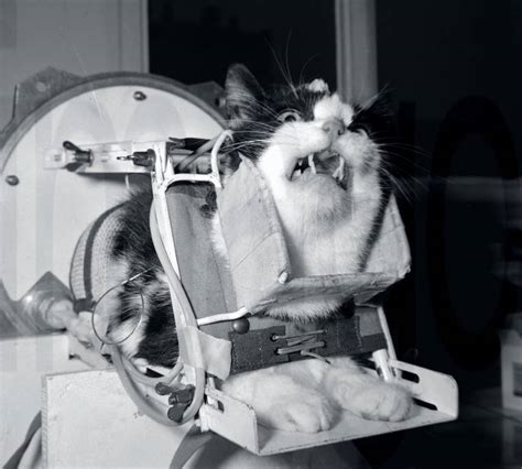 Felicette: The Only Cat To Be Sent To Space | History of Yesterday