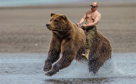 Pictures Vladimir Putin Humor Grizzly bear Men Run Celebrities