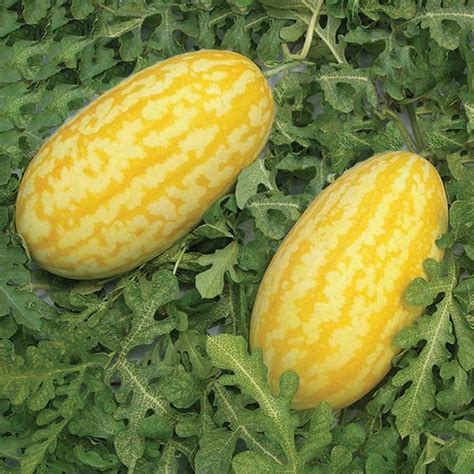 Gold In Gold Hybrid Watermelon | Watermelon plant, Planting vegetables, Watermelon