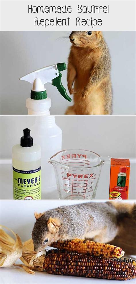 Homemade Squirrel Repellent Recipe - Decor Dıy | Garden decor projects ...