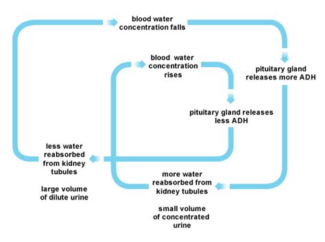 Osmoregulation - Homeostasis