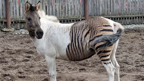 A Zorse Is a Horse, of Course, But It's Also a Zebra | HowStuffWorks