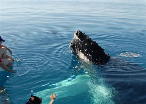 Dolphin & Whales Watching, Kalpitiya on the map of Sri Lanka, photo, price