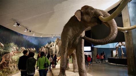 Meet Hayden, the Metro Mammoth | Natural History Museum