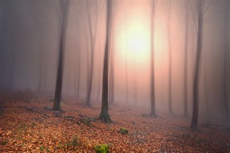 Palatinate Forest on Behance